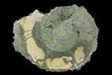Sliced Pyritized Ammonite (Pleuroceras) Fossil Pair - Germany #125375-2